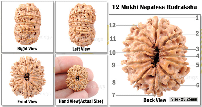 12 Mukhi Nepalese Rudraksha - Bead No. 1