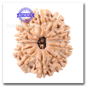 12 Mukhi Nepalese Rudraksha - Bead No. 1