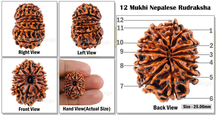 12 Mukhi Nepalese Rudraksha - Bead No. 48