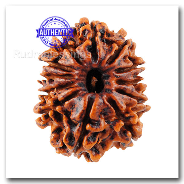 12 Mukhi Nepalese Rudraksha - Bead No. 48