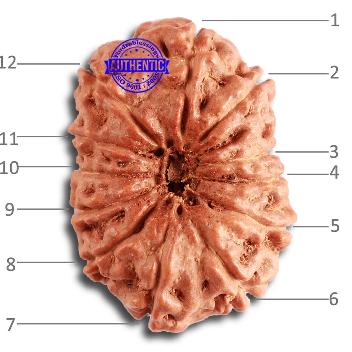 12 Mukhi Indonesian Rudraksha - Bead No. 269