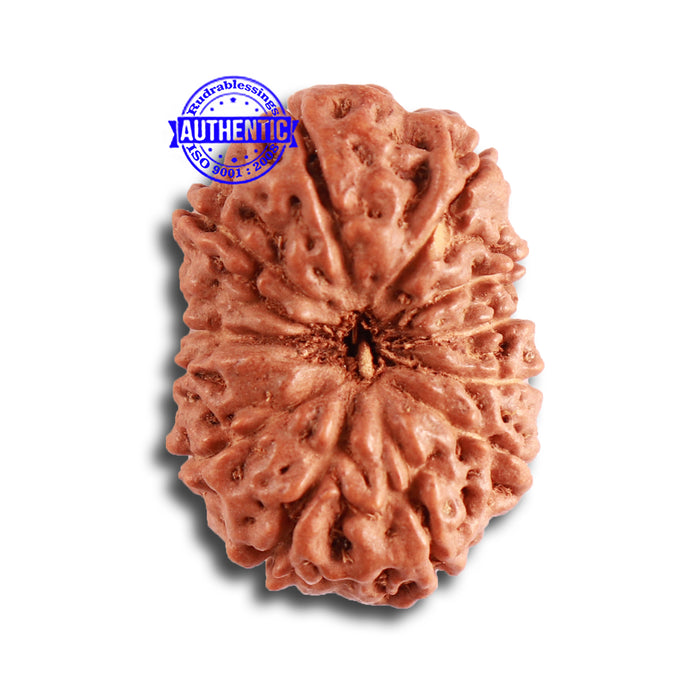 12 Mukhi Indonesian Rudraksha - Bead No. 269