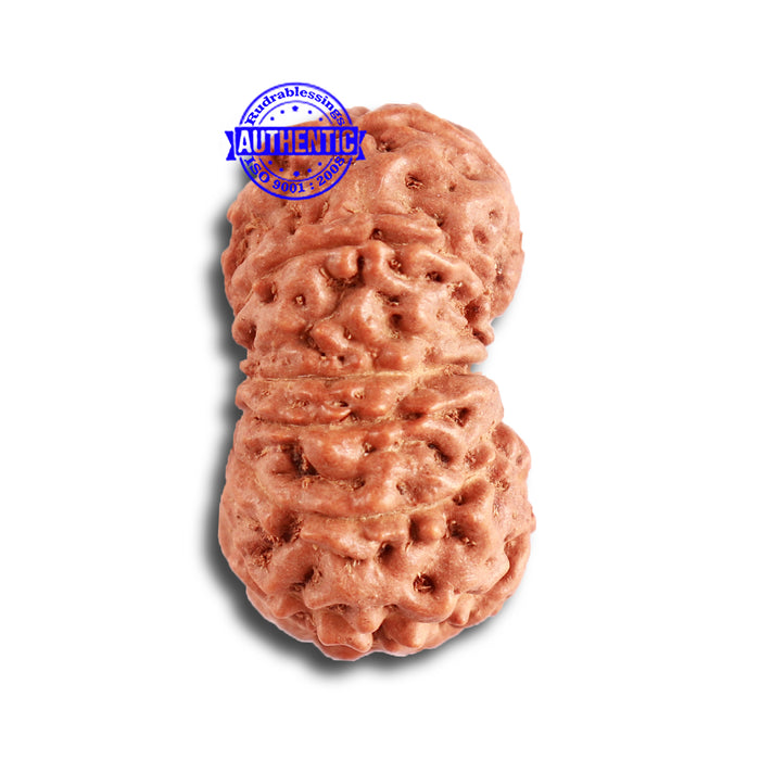 12 Mukhi Indonesian Rudraksha - Bead No. 269