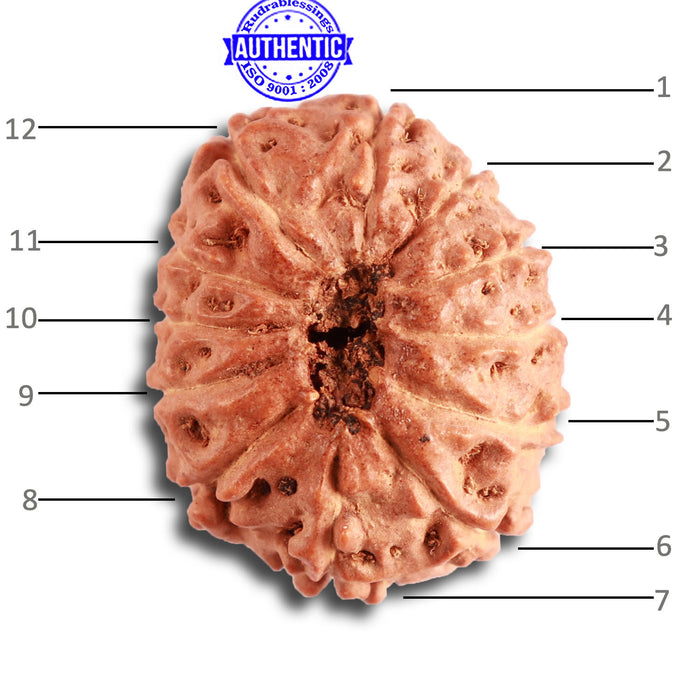 12 Mukhi Indonesian Rudraksha - Bead No. 270