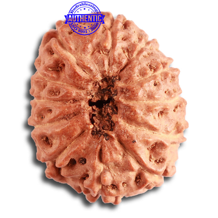 12 Mukhi Indonesian Rudraksha - Bead No. 270