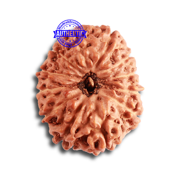 12 Mukhi Indonesian Rudraksha - Bead No. 270