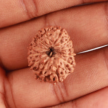 Load image into Gallery viewer, 12 Mukhi Indonesian Rudraksha - Bead No. 270
