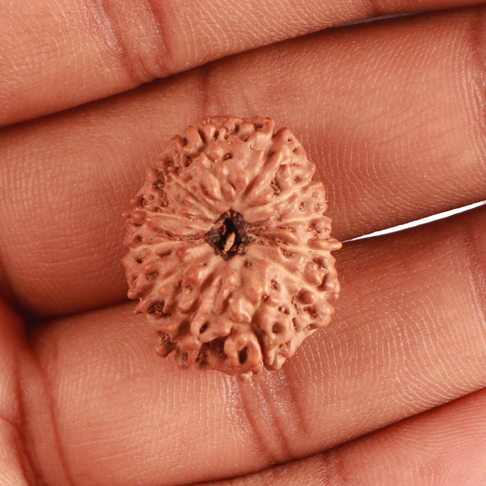 12 Mukhi Indonesian Rudraksha - Bead No. 270
