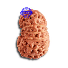 Load image into Gallery viewer, 12 Mukhi Indonesian Rudraksha - Bead No. 270
