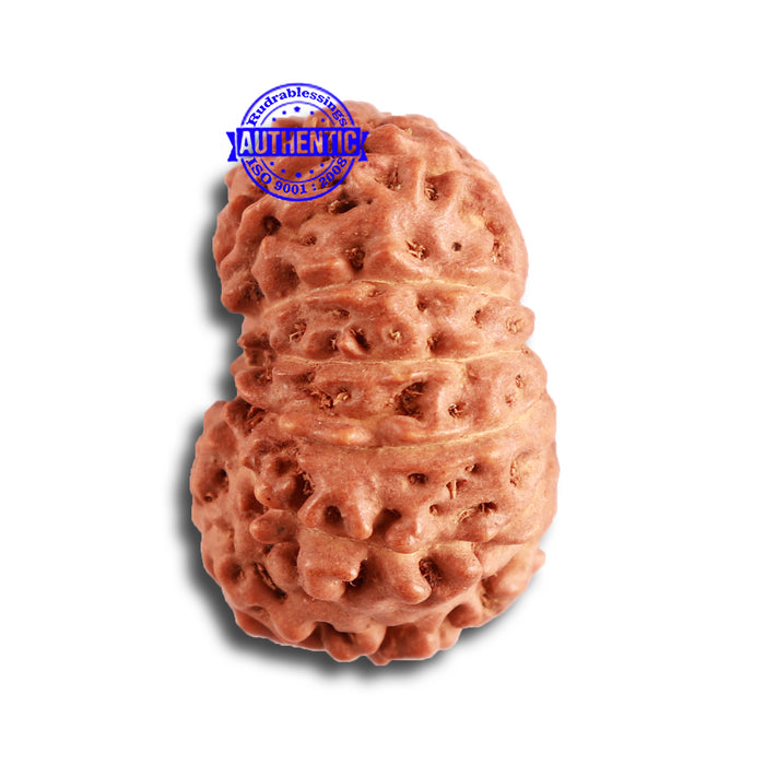 12 Mukhi Indonesian Rudraksha - Bead No. 270