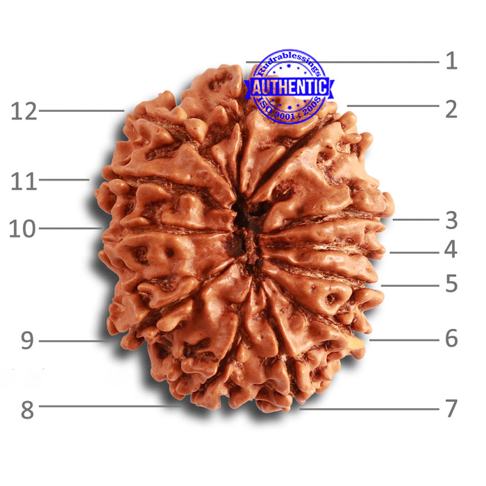 12 Mukhi Nepalese Rudraksha - Bead No 272