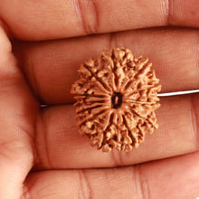 Load image into Gallery viewer, 12 Mukhi Nepalese Rudraksha - Bead No 272
