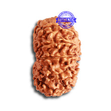 Load image into Gallery viewer, 12 Mukhi Nepalese Rudraksha - Bead No 272
