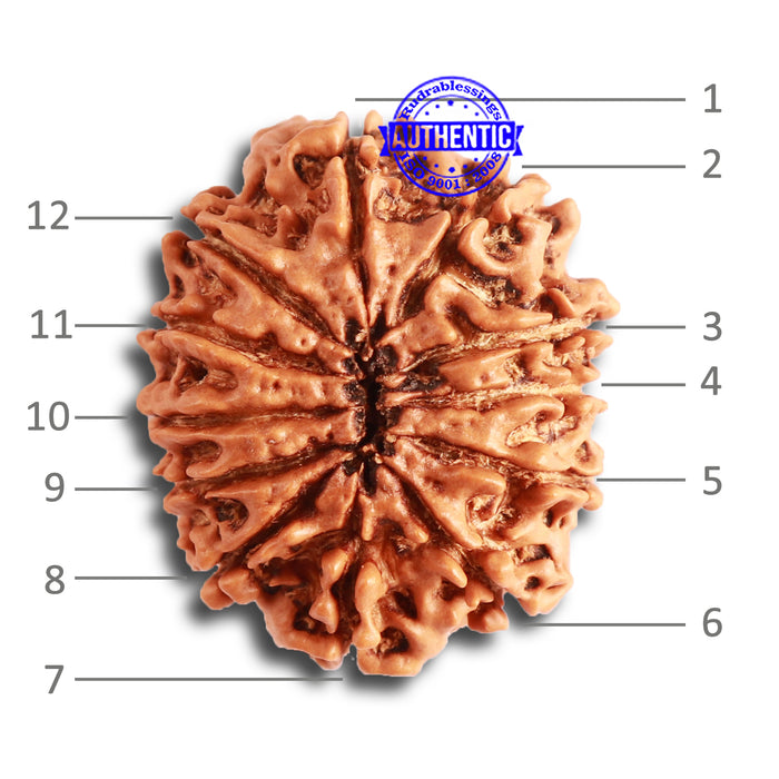 12 Mukhi Nepalese Rudraksha - Bead No 273