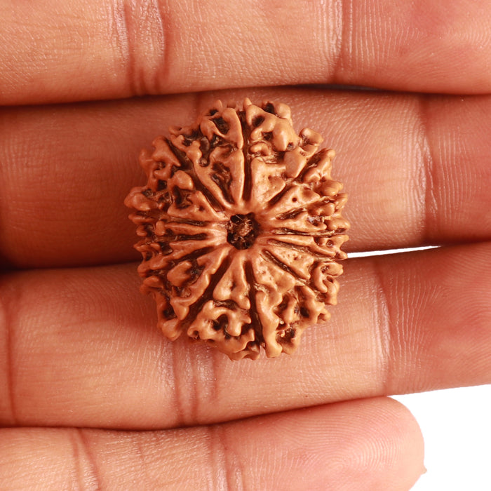 12 Mukhi Nepalese Rudraksha - Bead No 273
