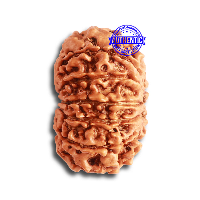 12 Mukhi Nepalese Rudraksha - Bead No 273
