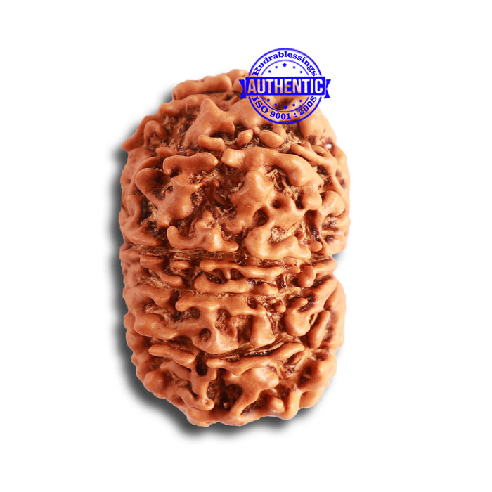 12 Mukhi Nepalese Rudraksha - Bead No 273