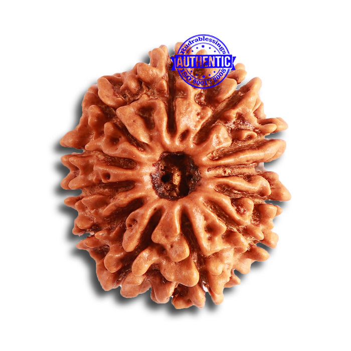12 Mukhi Nepalese Rudraksha - Bead No 274