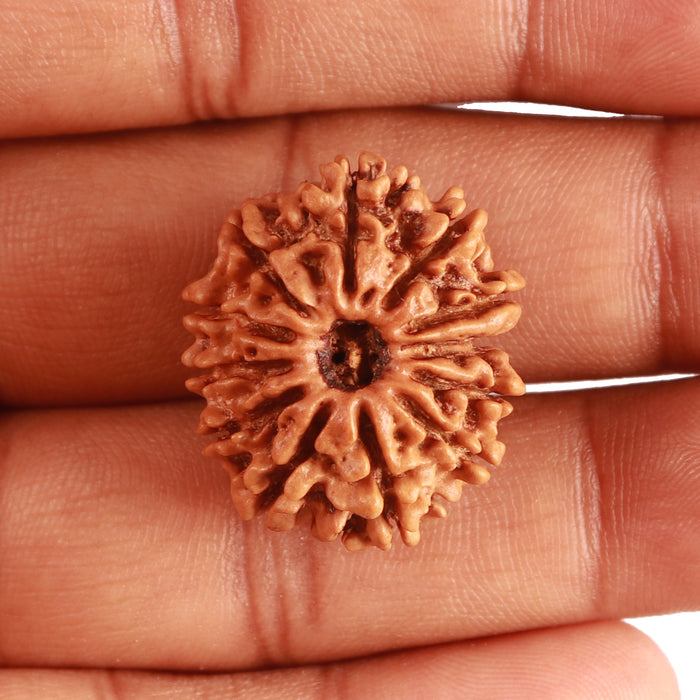 12 Mukhi Nepalese Rudraksha - Bead No 274