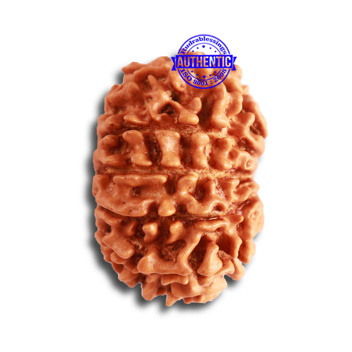 12 Mukhi Nepalese Rudraksha - Bead No 274