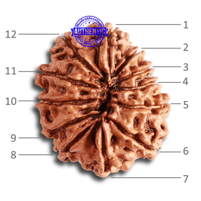 12 Mukhi Nepalese Rudraksha - Bead No 275