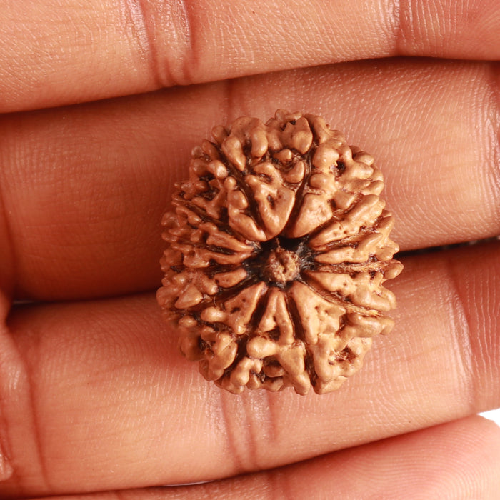 12 Mukhi Nepalese Rudraksha - Bead No 275