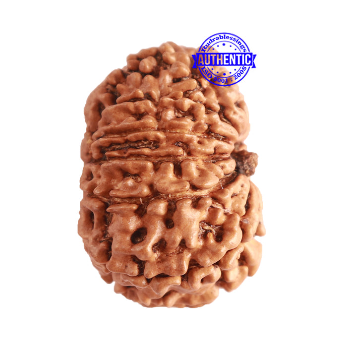 12 Mukhi Nepalese Rudraksha - Bead No 275