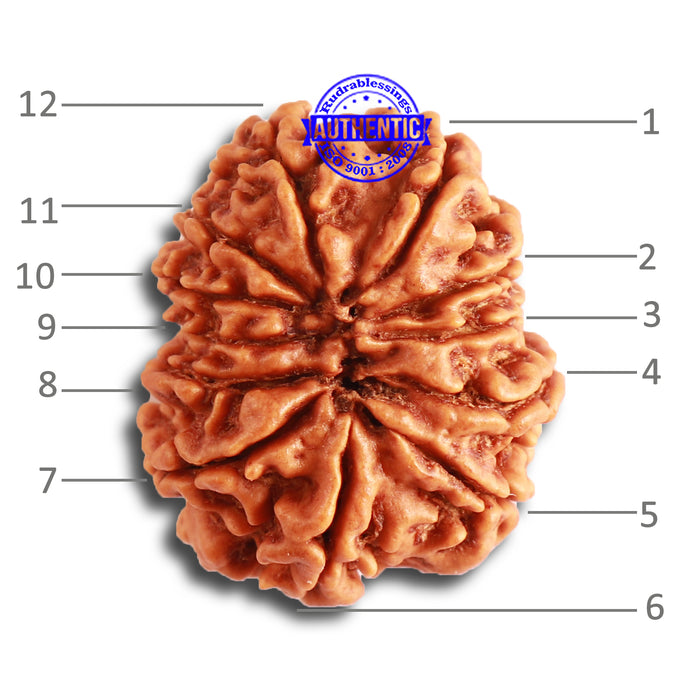 12 Mukhi Nepalese Rudraksha - Bead No 276