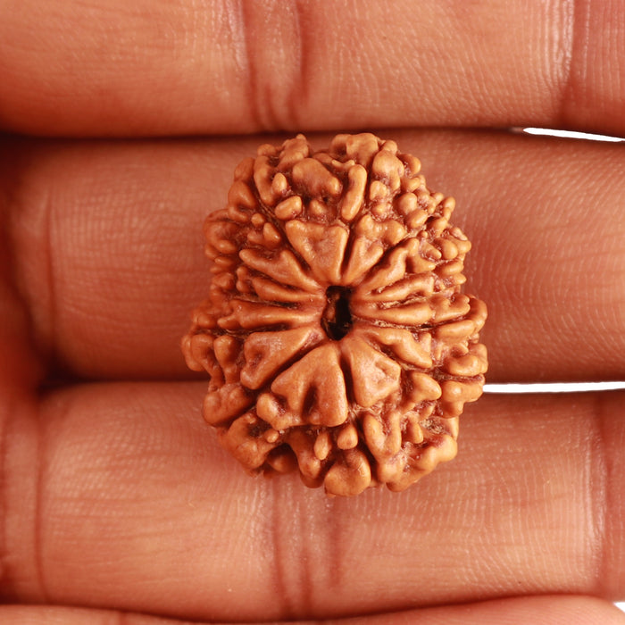 12 Mukhi Nepalese Rudraksha - Bead No 276