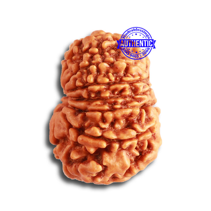 12 Mukhi Nepalese Rudraksha - Bead No 276