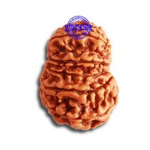 Load image into Gallery viewer, 12 Mukhi Nepalese Rudraksha - Bead No 276
