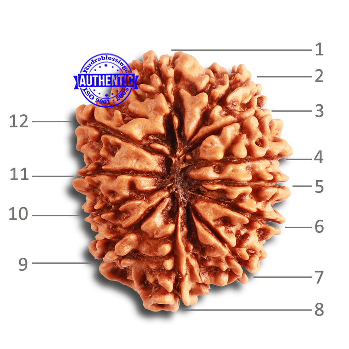 12 Mukhi Nepalese Rudraksha - Bead No 277