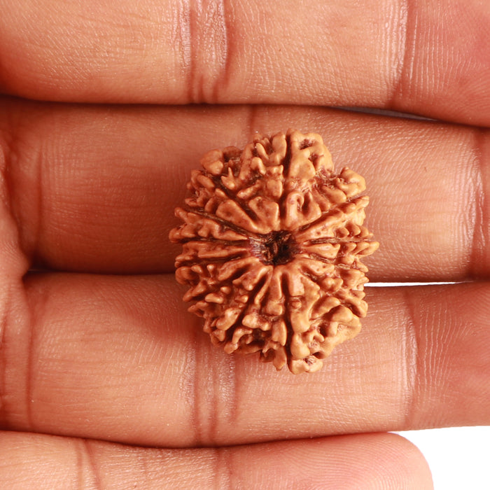 12 Mukhi Nepalese Rudraksha - Bead No 277