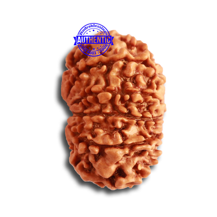 12 Mukhi Nepalese Rudraksha - Bead No 277