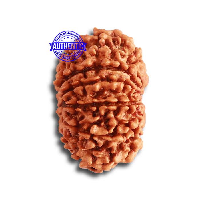 12 Mukhi Nepalese Rudraksha - Bead No 277