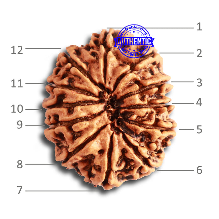 12 Mukhi Nepalese Rudraksha - Bead No 279
