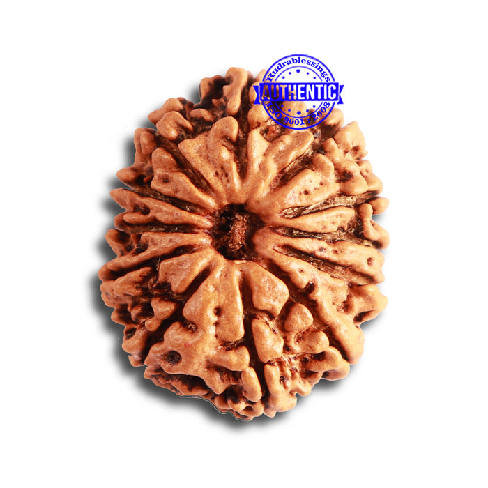 12 Mukhi Nepalese Rudraksha - Bead No 279