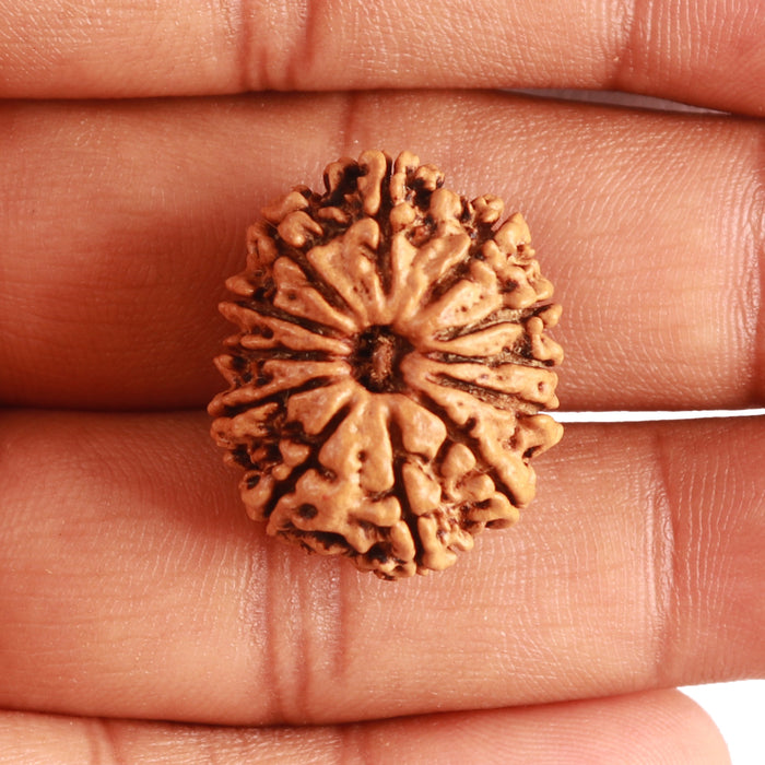 12 Mukhi Nepalese Rudraksha - Bead No 279