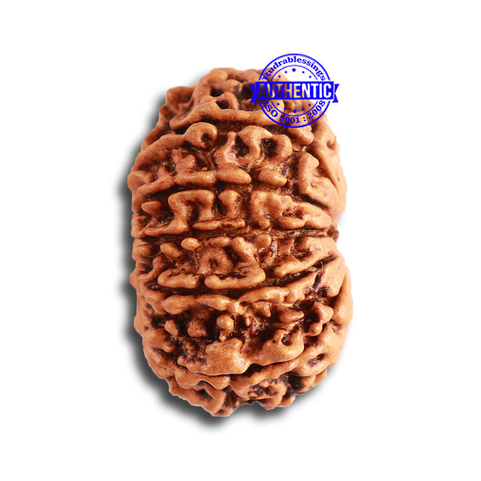 12 Mukhi Nepalese Rudraksha - Bead No 279