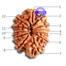 Load image into Gallery viewer, 12 Mukhi Nepalese Rudraksha - Bead No 280

