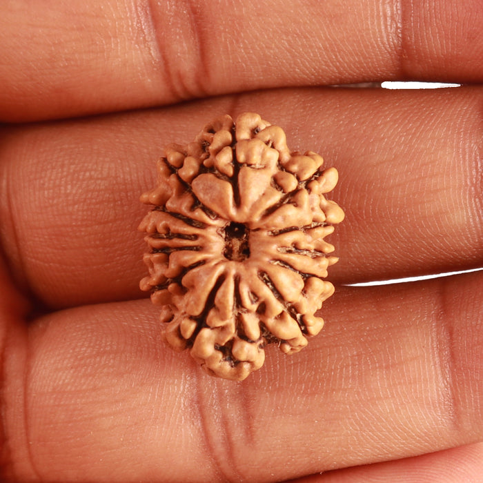 12 Mukhi Nepalese Rudraksha - Bead No 280