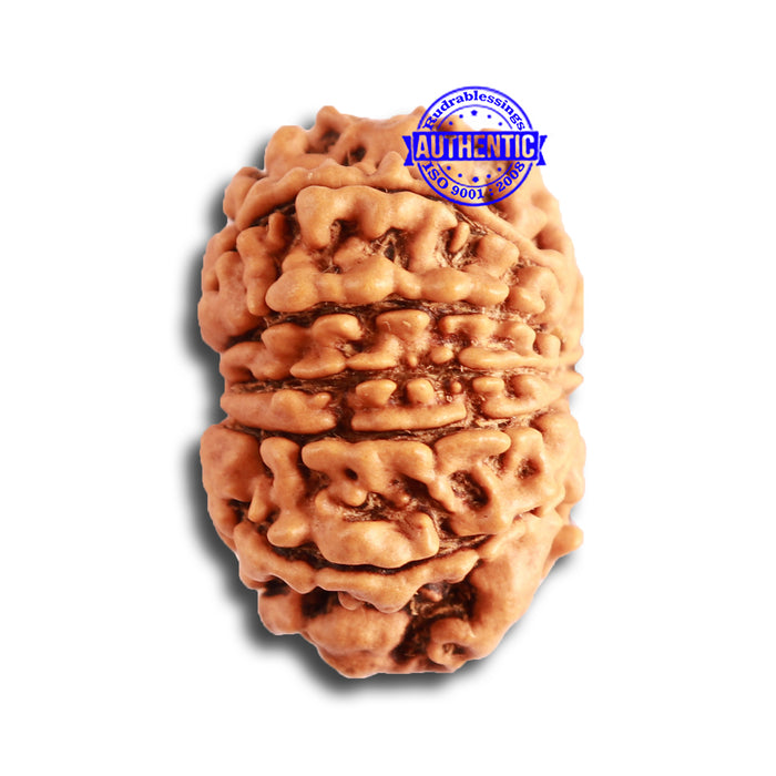 12 Mukhi Nepalese Rudraksha - Bead No 280