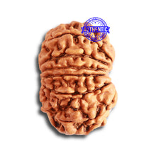 Load image into Gallery viewer, 12 Mukhi Nepalese Rudraksha - Bead No 280

