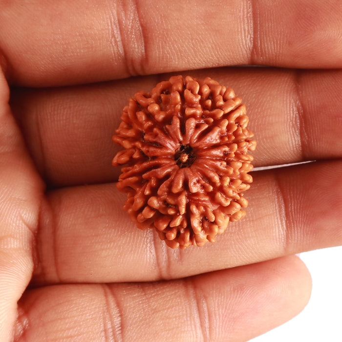 12 Mukhi Nepalese Rudraksha - Bead No 304