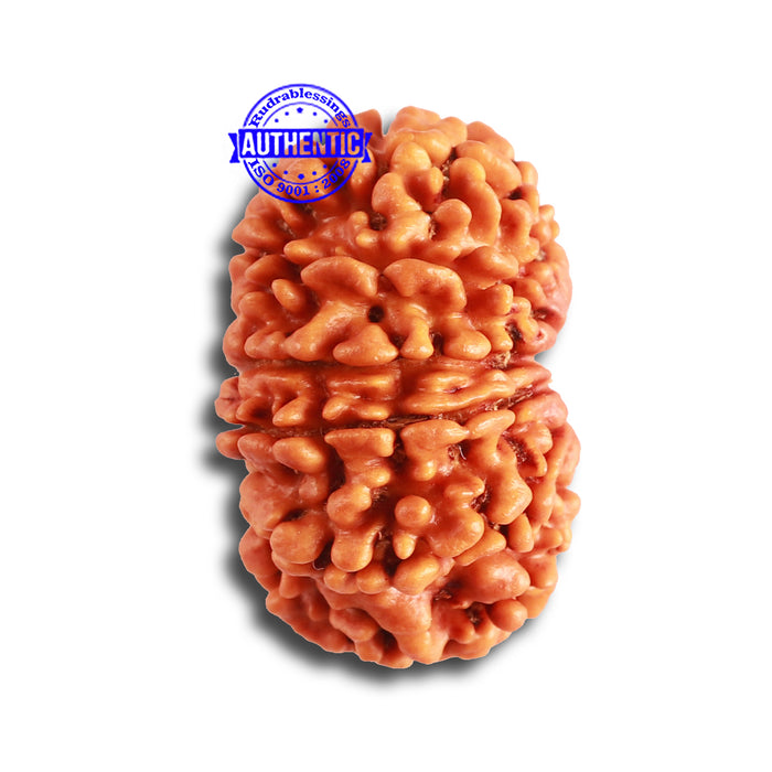 12 Mukhi Nepalese Rudraksha - Bead No 304