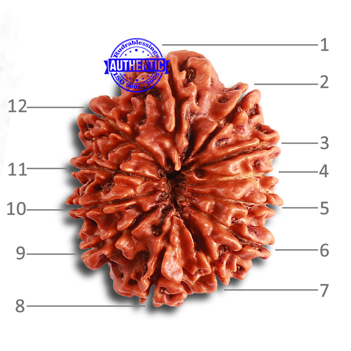 12 Mukhi Nepalese Rudraksha - Bead No 305