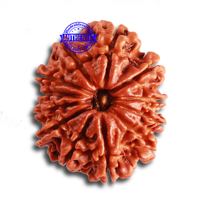 12 Mukhi Nepalese Rudraksha - Bead No 305
