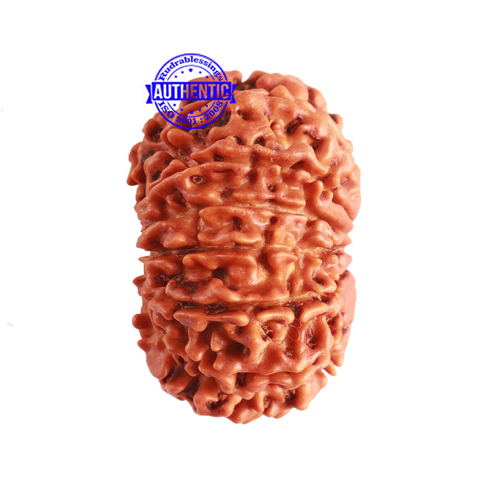 12 Mukhi Nepalese Rudraksha - Bead No 305