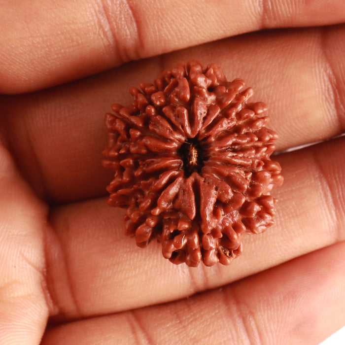 12 Mukhi Nepalese Rudraksha - Bead No 306