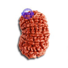 Load image into Gallery viewer, 12 Mukhi Nepalese Rudraksha - Bead No 306
